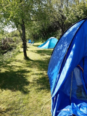 Treetops pitched tents