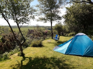 view from tent pitched in grassy area